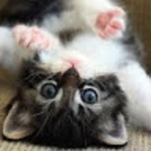 Meet your Posher, Ines